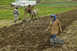 Image du Maroc Professionnelle de  Mohamed agriculteur aux environ d’El Jadida utilise une charrue tiré par un mulet et un chameau, l’emploi d’animaux de bâts de forces différentes s’impose à cause du bon voisinage des deux bêtes contrairement à deux chameaux qui perdent leur temps à se mordre à tour de rôle. Seul inconvénient le tracé de la charrue rend qui prend la forme d’un arc sur les grands champs contrairement aux lignes presque droites habituelles. Au premier plan la femme de l'agriculteur, suit derrière en semant les grains au milieu du tracé fait par la charrue, Jeudi 3 Mars 2005. (Photo / Abdeljalil Bounhar) 